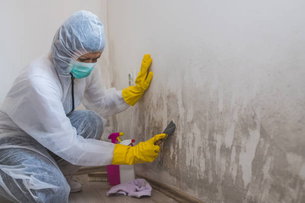 Best Crawl Space Mold Remediation  in Lake Meade, PA