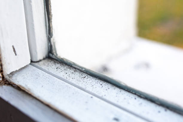 Professional Mold Removal in Lake Meade, PA