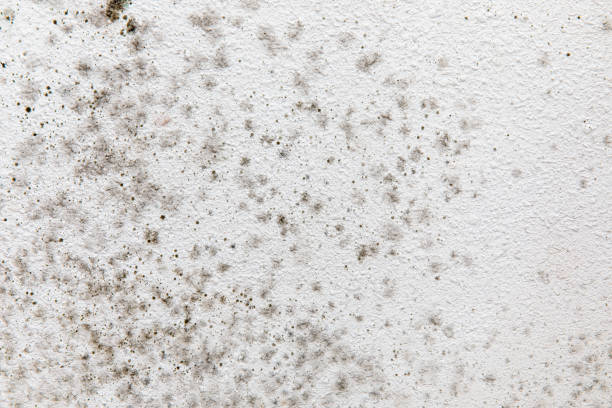 Best Mold Documentation for Insurance Claims  in Lake Meade, PA